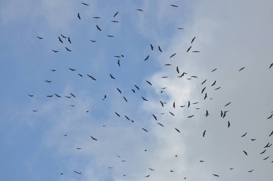 Vultures just arriving at Jbel Moussa after crossed the Strait of Gibraltar.