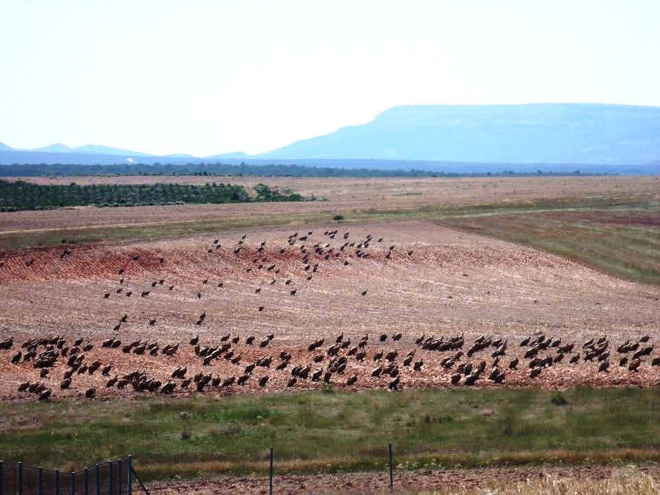 Hundreds of Griffon Vultures - and most likely other species such as the Rüppell’s - are still waiting in southern Spain. This picture was taken at Tahivilla Wind Farm near Tarifa by Flaki Sanchez Chico.