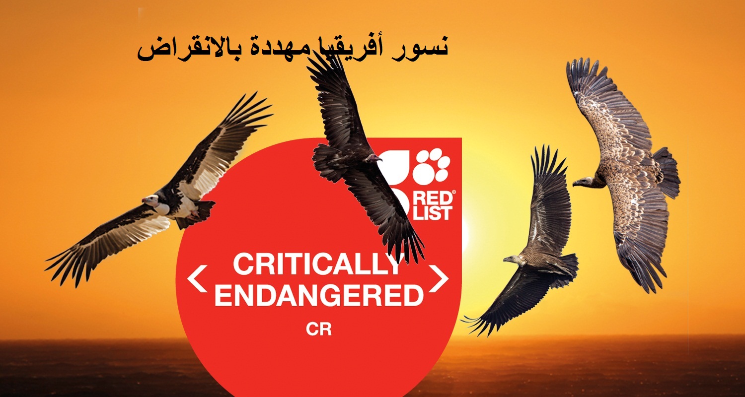 نسور أفريقيا مهددة بالانقراض يحذر الاتحاد الدولي للحفاظ على الطبيعة