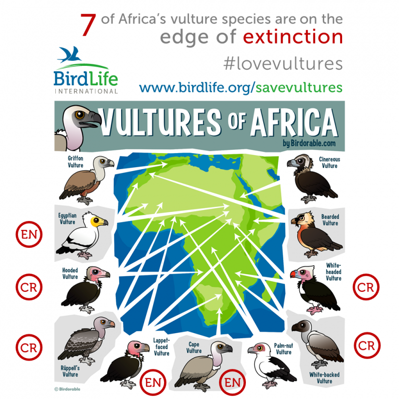 African vultures and their conservation status / النسور الأفريقية وحالة حفظها