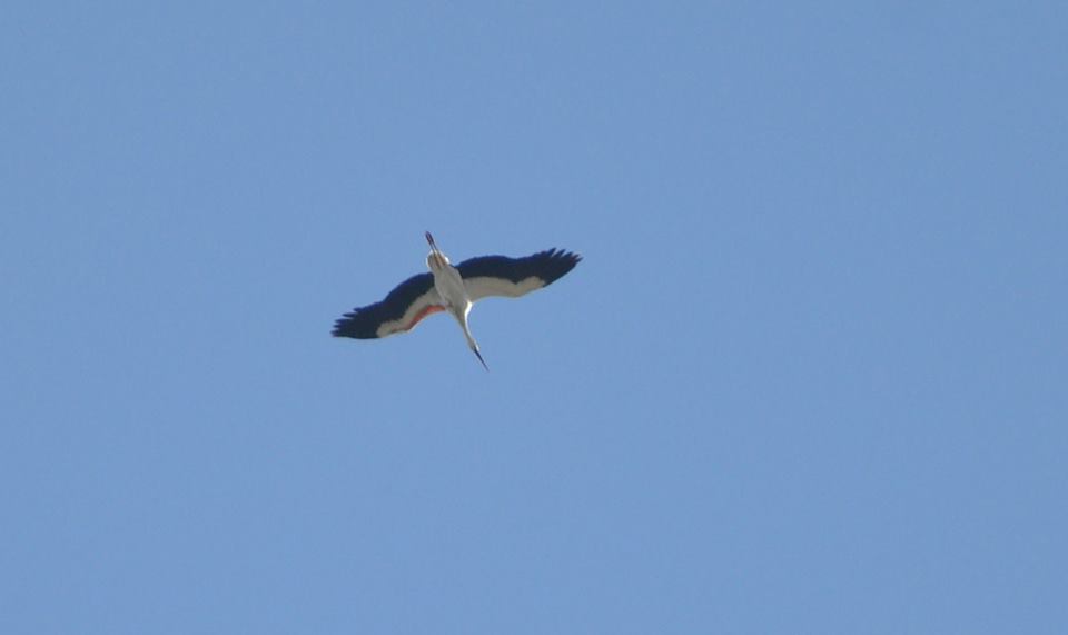 White Stork (Ciconia ciconia) migrating south at the Strait of Gibraltar, Morocco, 23 November 2015