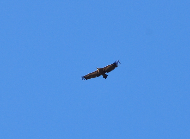 Rüppell’s Vulture (Gyps rueppelli), Jbel Moussa, northern Morocco, 4 November 2015