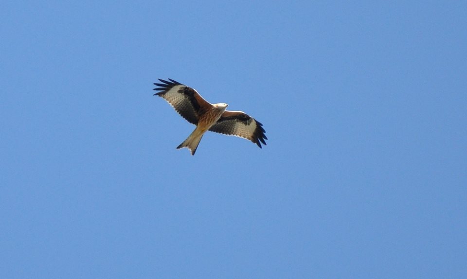 Red Kite (Milvus milvus) migrating south, Strait of Gibraltar, northern Morocco, 23 November 2015