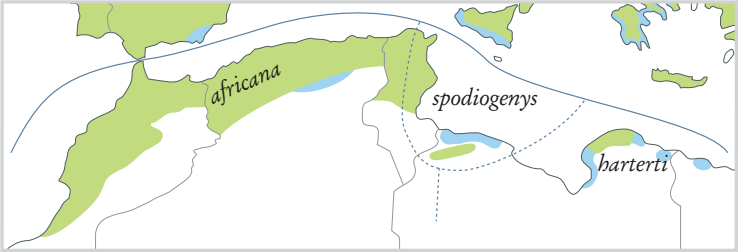 Breeding ranges of North African taxa of Common Chaffinch (Fringilla coelebs)