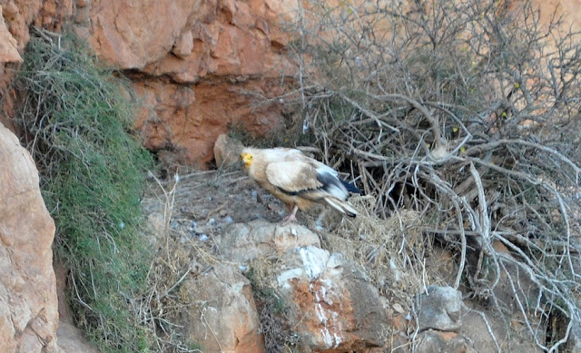 Egyptian Vulture (Neophron percnopterus) at the nest, Middle Atlas, Morocco