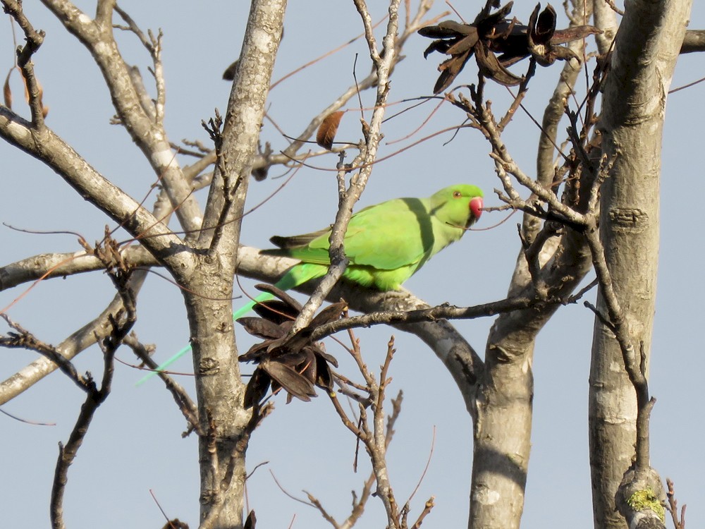 Rose-ringed Parakeet (Psittacula krameri), Botanical Gardens of Rabat, 20 Jan 2017 (Pedro Fernandes)