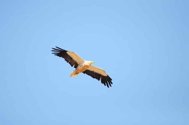 Adult Egyptian Vulture (Neophron percnopterus), Middle Atlas, Morocco