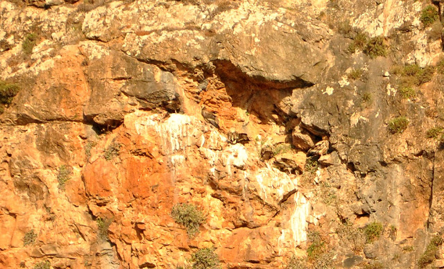 Communal roosting site of the Egyptian Vulture, Middle Atlas, Morocco (another view on the same cliff)