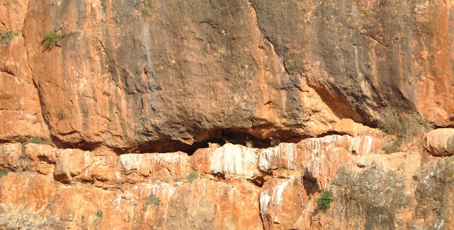 Communal roosting site of the Egyptian Vulture, Middle Atlas, Morocco (partial view)