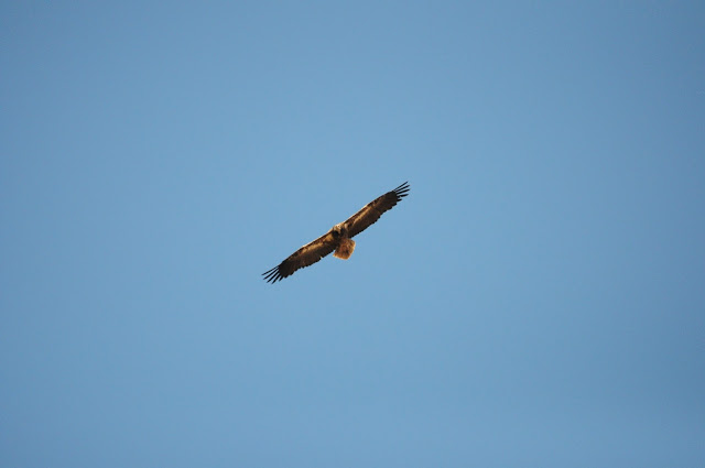 Immature Egyptian Vulture (Neophron percnopterus), Middle Atlas, Morocco