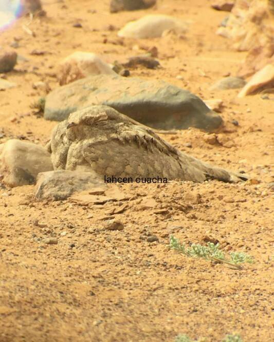 Egyptian Nightjar (Caprimulgus aegyptius), Merzouga region, 18 February 2017 (Lahcen Ouacha)