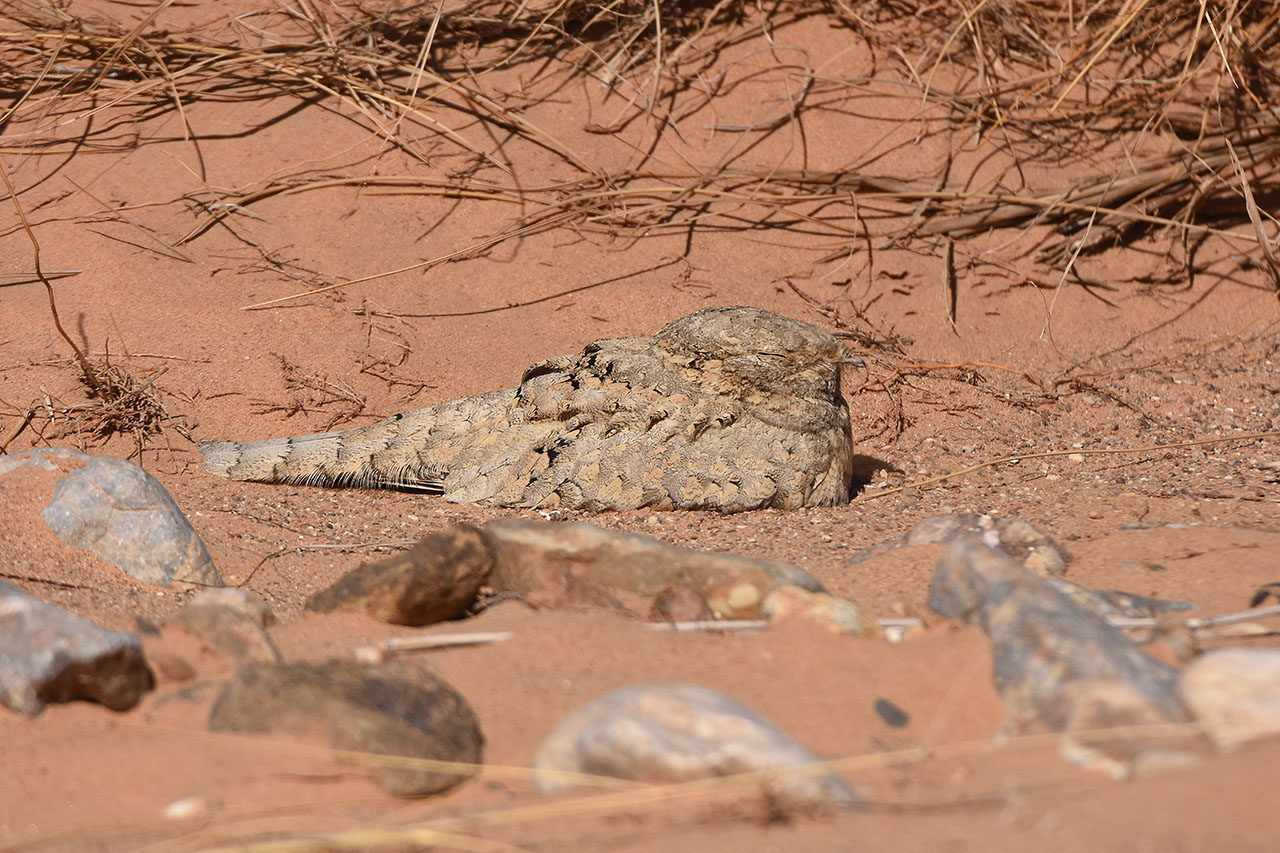Egyptian Nightjar – Engoulevent du désert (Caprimulgus aegyptius), near Merzouga, 16 Feb 2014