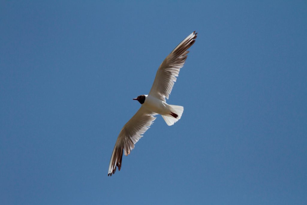 Black-headed Gull (Chroicocephalus ridibundus) at the breeding colony, Sidi Moussa, Morocco Black-headed Gull (Chroicocephalus ridibundus) at the breeding colony, Sidi Moussa, 20 June 2014