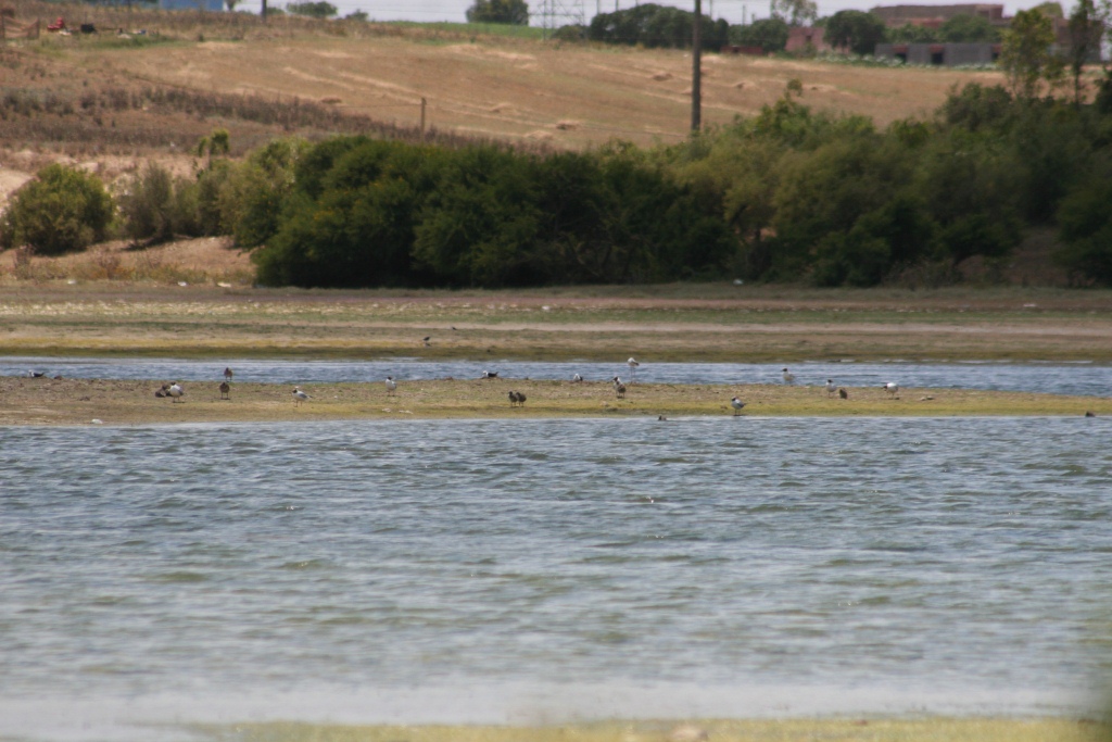 Adult Black-headed Gulls with chicks and Black-winged Stilts, Daya Ouled Bounayeje, east of Jorf Lasfar, 16 June 2016 (Ruth Garcia Gorria).