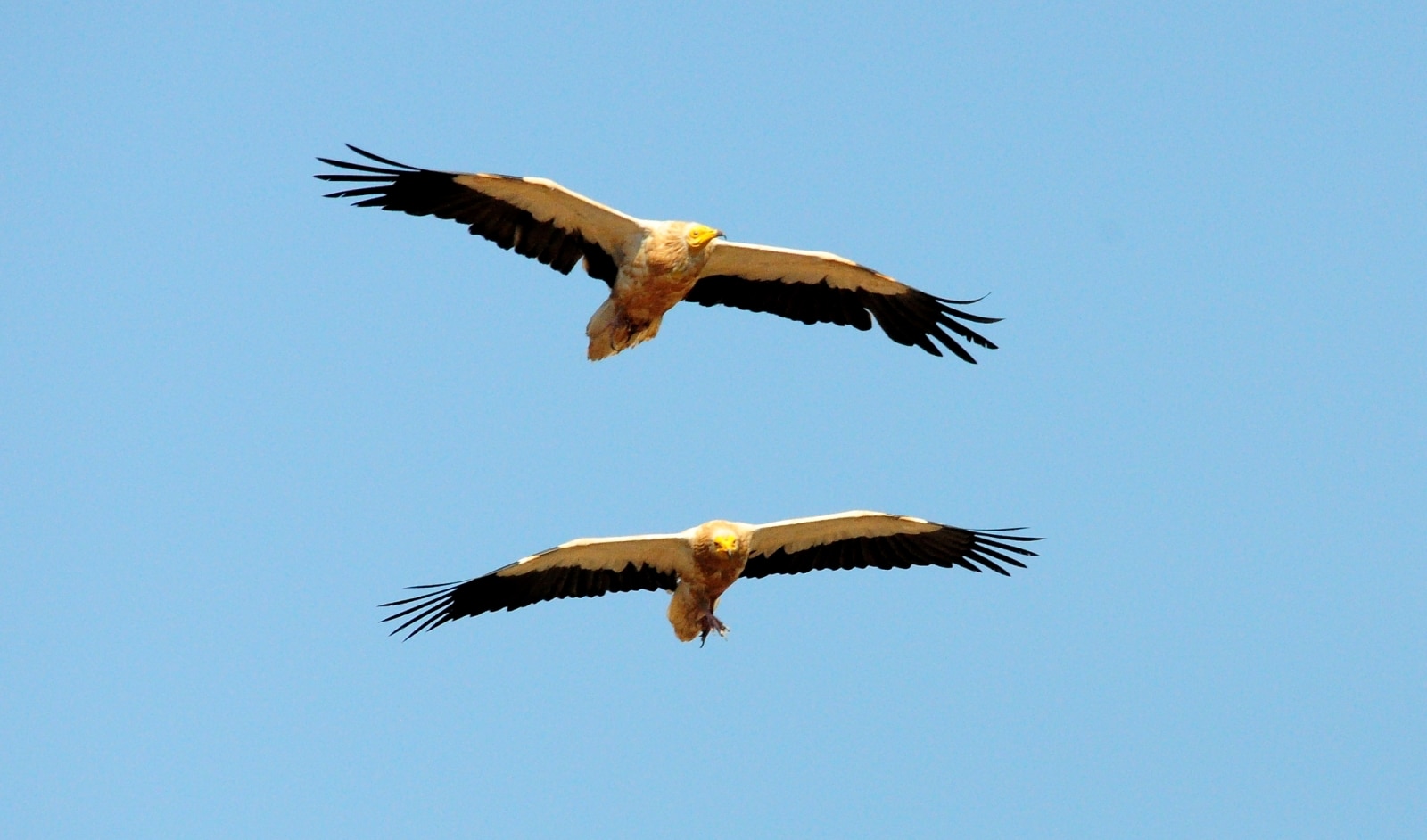 Un couple de Vautour percnoptère (Neophron percnopterus) transporte de la nourriture au nid, Moyen Atlas, Maroc, 26 juin 2014 (Rachid El Khamlichi)