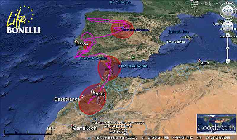 Movement of the Bonelli’s Eagle ‘Turón’ (LIFE Bonelli project)