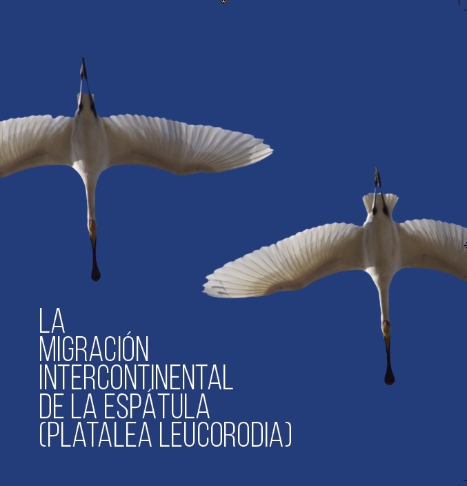 Front cover of the book “La migración intercontinental de la espátula (Platalea leucorodia)” Front cover of the book “La migración intercontinental de la espátula (Platalea leucorodia)”