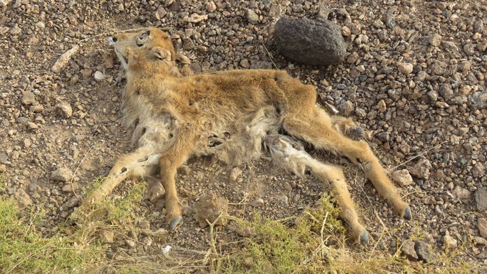 Corpse of young Barbary sheep - Mouflon à manchettes (Ammotragus lervia) Corpse of young Barbary sheep - Mouflon à manchettes (Ammotragus lervia)