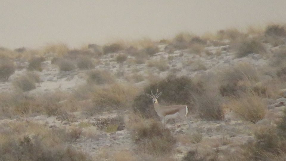 Dorcas gazelle - Gazelle dorcas (Gazella dorcas) Dorcas gazelle (Gazella dorcas)