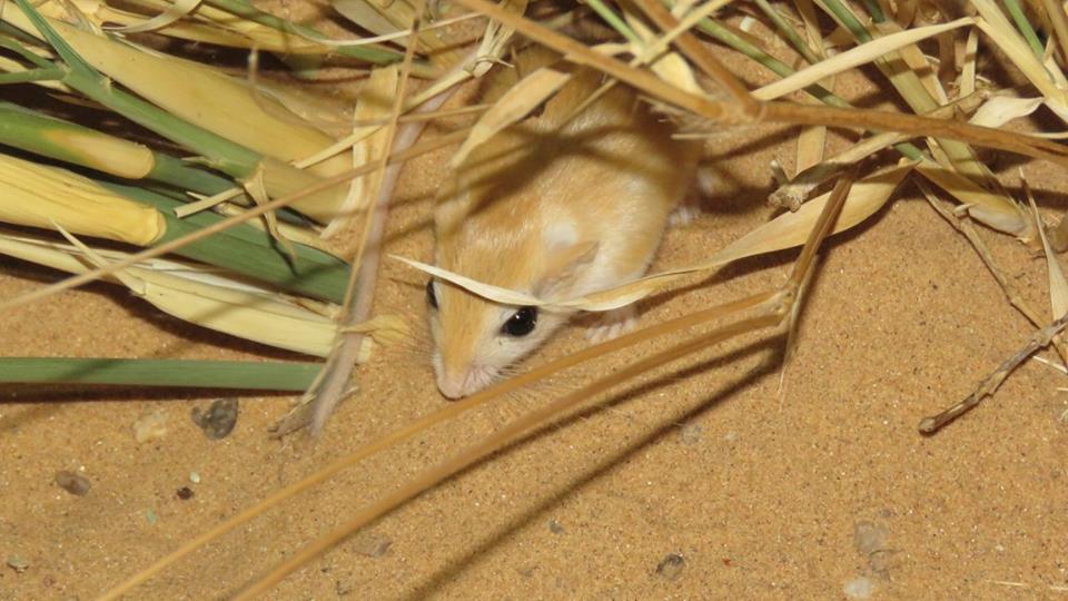 Tarabul's gerbil - Gerbille de Libye (Gerbillus tarabuli) Tarabul's gerbil - Gerbille de Libye (Gerbillus tarabuli)