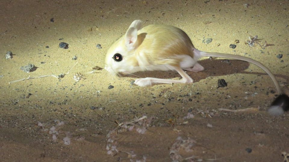 Lesser Egyptian jerboa - Petite gerboise d'Egypte (Jaculus jaculus) Lesser Egyptian jerboa - Petite gerboise d'Egypte (Jaculus jaculus)