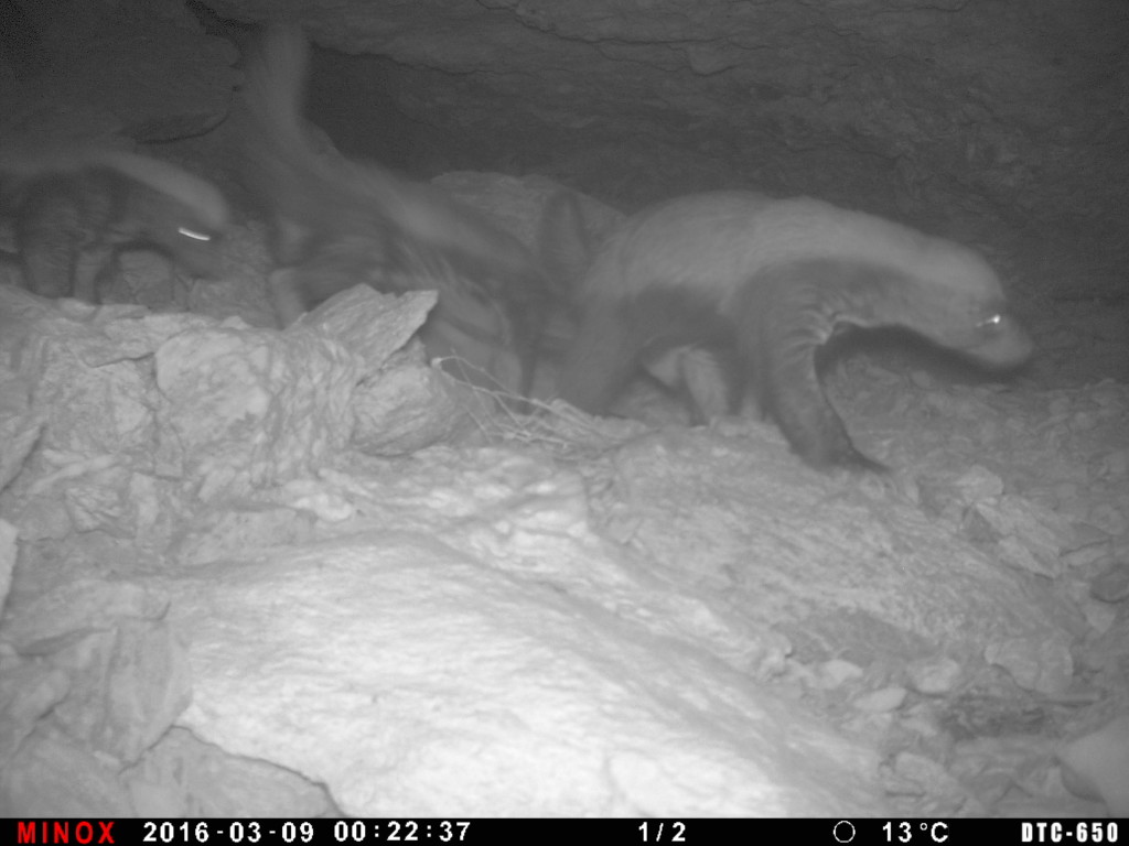 An adult and two cubs Honey Badgers (Mellivora capensis) caught on a camera trap in the Aousserd region