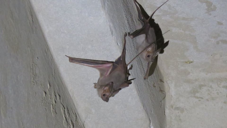Lesser mouse-tailed bat - Petit rhinopome (Rhinopoma hardwickii) Lesser mouse-tailed bat - Petit rhinopome (Rhinopoma hardwickii)
