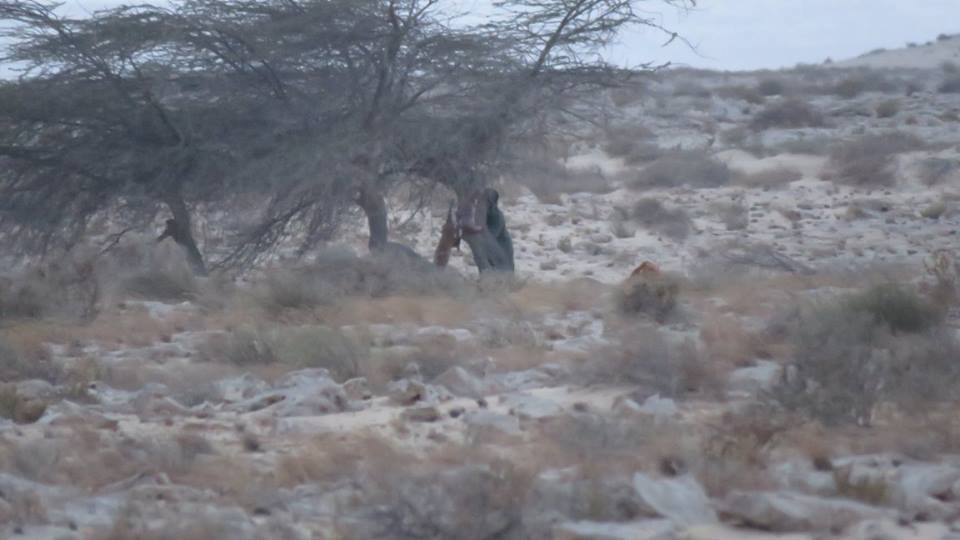 Poacher in the act of skinning Dorcas gazelle - Braconnier entrain de dépecer des gazelles dorcas Poacher in the act of skinning Dorcas gazelle - Braconnier entrain de dépecer des gazelles dorcas
