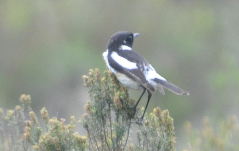 A Siberian Stonechat (Saxicola maurus) or just a maurus-like bird, northern Morocco