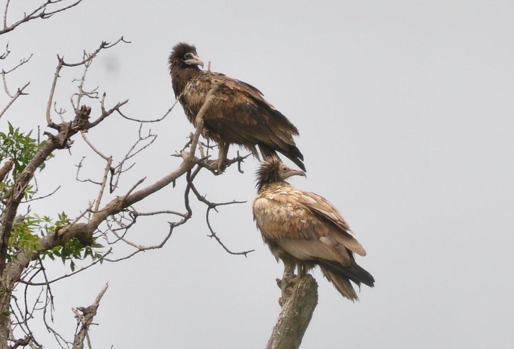 Egyptian Vultures (Neophron percnopterus) roosting at Jbel Moussa, northern Morocco, 7 May 2016 Egyptian Vultures (Neophron percnopterus) roosting at Jbel Moussa, northern Morocco, 7 May 2016