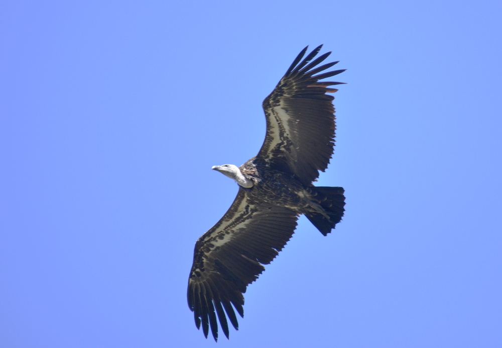 Rüppell’s Vulture (Gyps rueppelli), Jbel Moussa, northern Morocco, 2 May 2016
