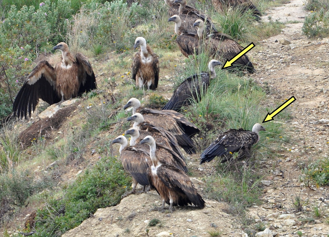 2 Rüppell’s Vultures (Gyps rueppellii) with Griffons, Jbel Moussa, northern Morocco, 5 May 2016.