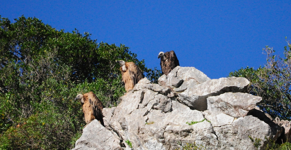 Rüppell’s and Griffon vultures at their roosting site, Jbel Moussa, northern Morocco, 2 May 2016