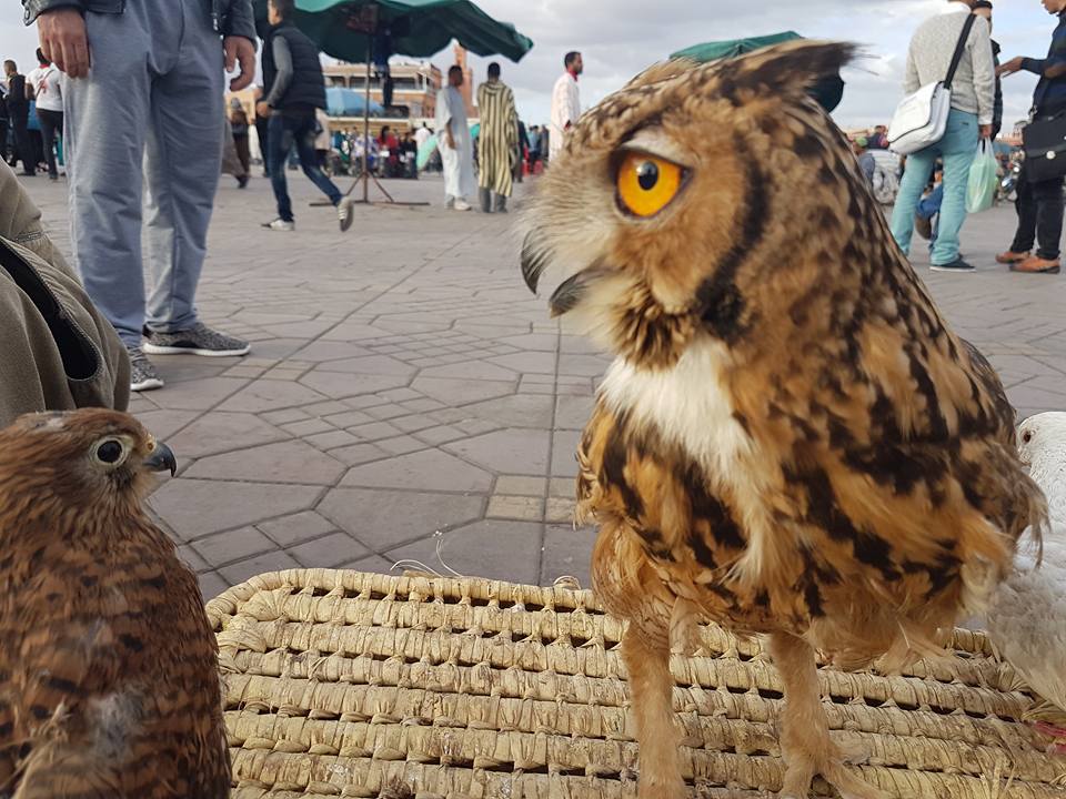 Pharaoh Eagle-Owl (Bubo ascalaphus), Jemaa el-Fna, Marrakech, 13 May 2016 (Halima Bousadik) Pharaoh Eagle-Owl (Bubo ascalaphus), Jemaa el-Fna, Marrakech, 13 May 2016 (Halima Bousadik)
