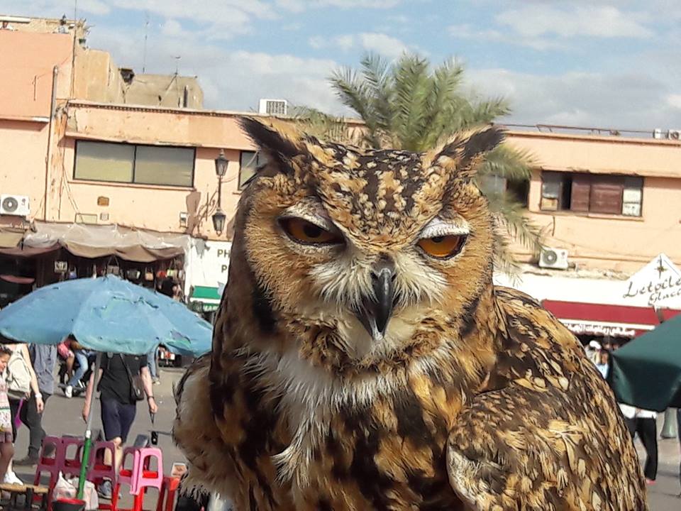 Pharaoh Eagle-Owl (Bubo ascalaphus), Jemaa el-Fna, Marrakech, 17 April 2016 (Brahim Bakass) Pharaoh Eagle-Owl (Bubo ascalaphus), Jemaa el-Fna, Marrakech, 17 April 2016 (Brahim Bakass)