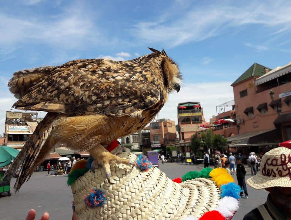 Pharaoh Eagle-Owl (Bubo ascalaphus), Jemaa el-Fna, Marrakech, 17 April 2016 (Brahim Bakass) Pharaoh Eagle-Owl (Bubo ascalaphus), Jemaa el-Fna, Marrakech, 17 April 2016 (Brahim Bakass)