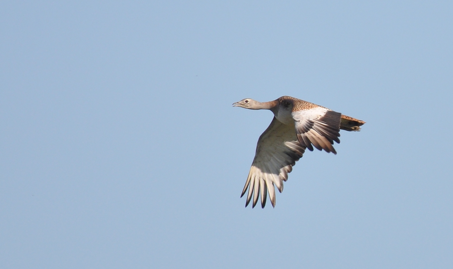 Great Bustard (Otis tarda), northern Morocco, 10 March 2015 (Rachid El Khamlichi)