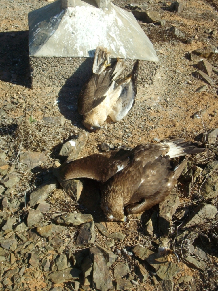 Recent carcasses of Golden Eagle (Aquila chrysaetos) and Lanner Falcon (Falco biarmicus), Guelmim, 11 January 2016 (Rachid El Khamlichi).