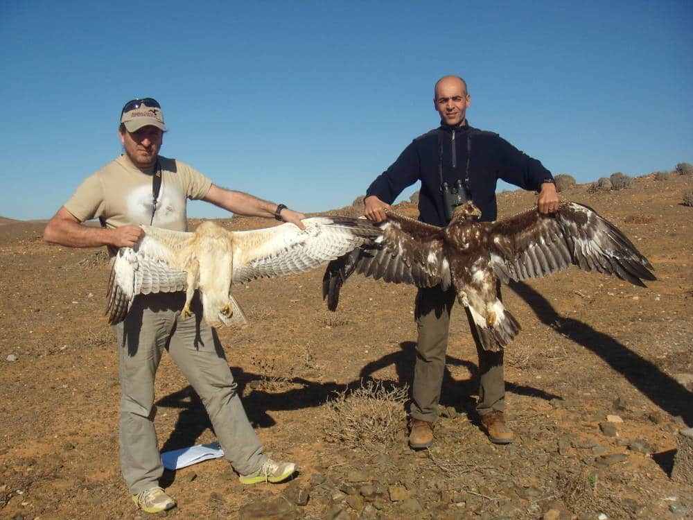Cadavres récents d’un Aigle de Bonelli (Aquila fasciata) et d’un Aigle royal (Aquila chrysaetos), tous deux juvéniles, sur la Ligne B2, Guelmim (Catarina Machado)