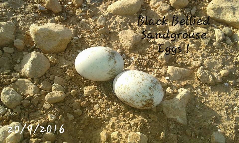 Eggs of Black-bellied Sandgrouse (Pterocles orientalis), near Oued Massa, southern Morocco, 20 Sep 2016 (Mohamed Bargache) Eggs of Black-bellied Sandgrouse (Pterocles orientalis), near Oued Massa, southern Morocco