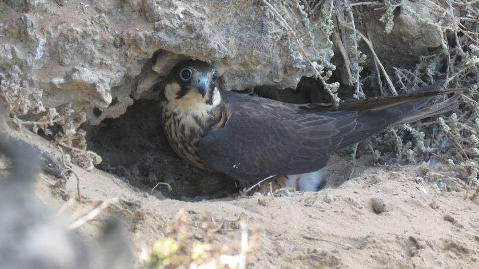 Faucon d'Eléonore (Falco eleonorae) adulte phase claire couvant.