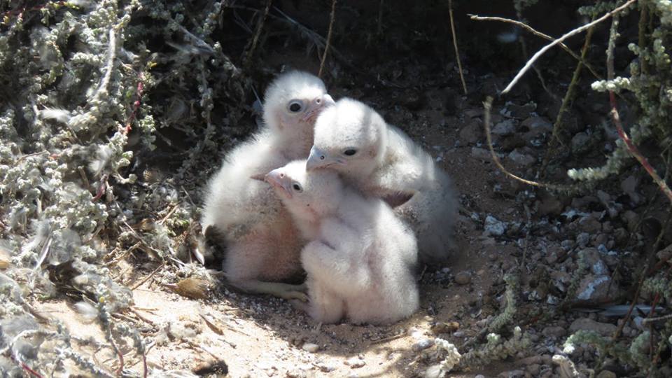 Nichée de 3 poussins.