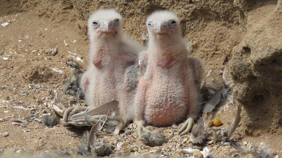 Deux très jeunes poussins (Abdeljebbar Qninba)