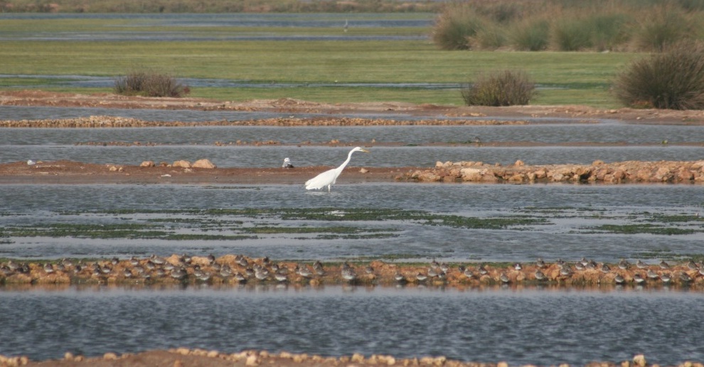 Great Egret /Grande aigrette (Casmerodius albus), Sidi Moussa, Atlantic Morocco, 19 Oct 2016 (Ruth Garcia Gorria)
