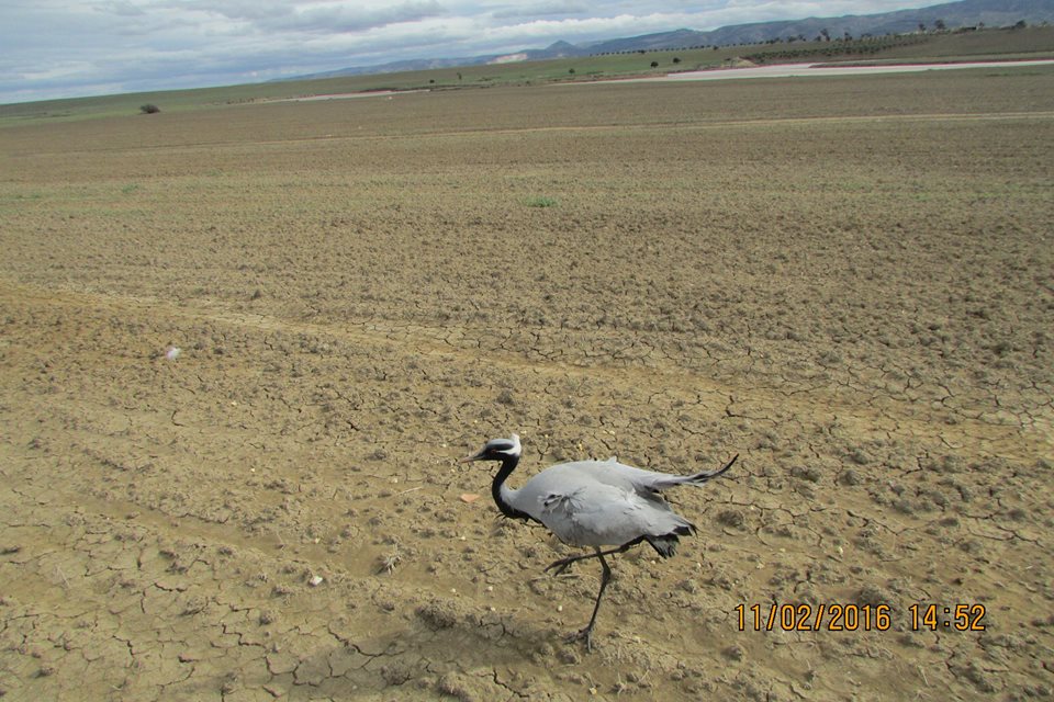 Demoiselle Crane (Grus virgo), Oran, Algeria, Feb. 2016 (Mohammed Chami)