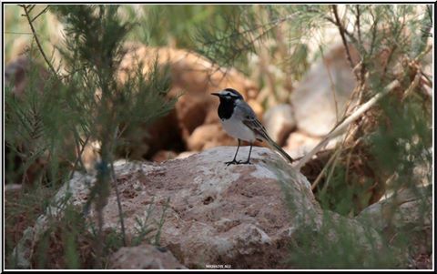 Bergeronnette du Maroc (Motacilla alba subpersonata), Abadla, ouest d’Algérie, 20 mars 2017 (Ali Mehadji)