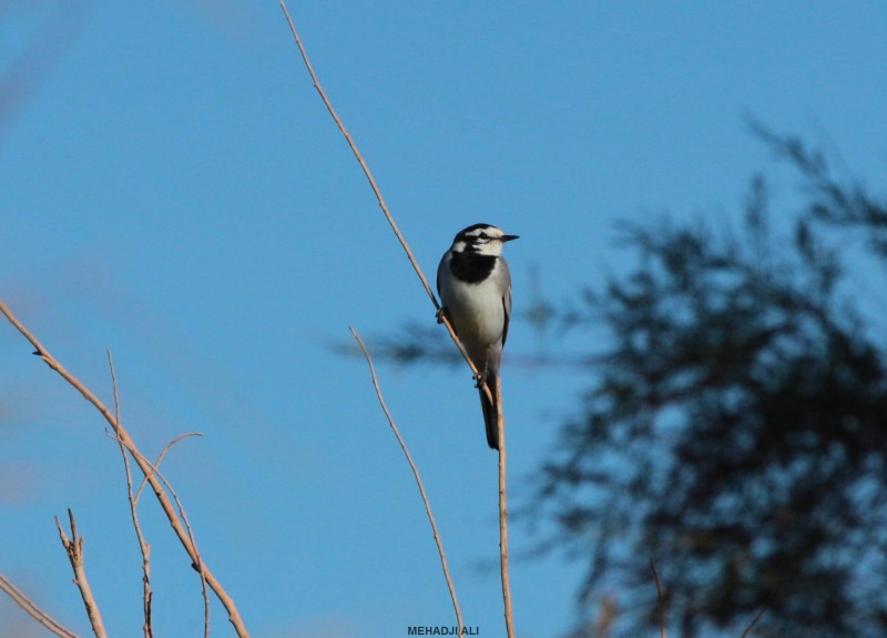 Bergeronnette du Maroc (Motacilla alba subpersonata), Béchar, Algérie, 11 Nov. 2015 (Ali Mehadji) Bergeronnette du Maroc (Motacilla alba subpersonata), Béchar, Algérie, 11 Nov. 2015 (Ali Mehadji)