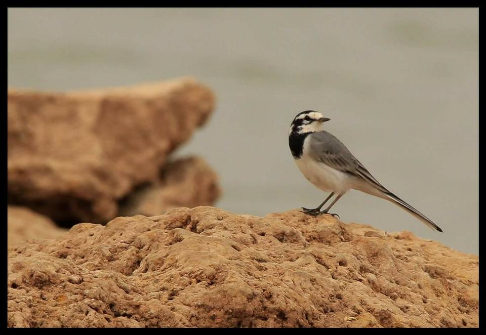 Moroccan Wagtail (Motacilla alba subpersonata), Djorf Torba, Béchar, western Algeria, Sep. 2016 (Ali Mehadji) Moroccan Wagtail (Motacilla alba subpersonata), Djorf Torba, Béchar, western Algeria, Sep. 2016 (Ali Mehadji)