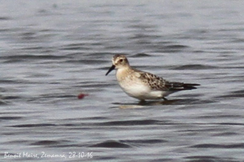Baird's Sandpiper (Calidris bairdii), Zemamra, Morocco, 28 Oct 2016 (Benoît Maire)