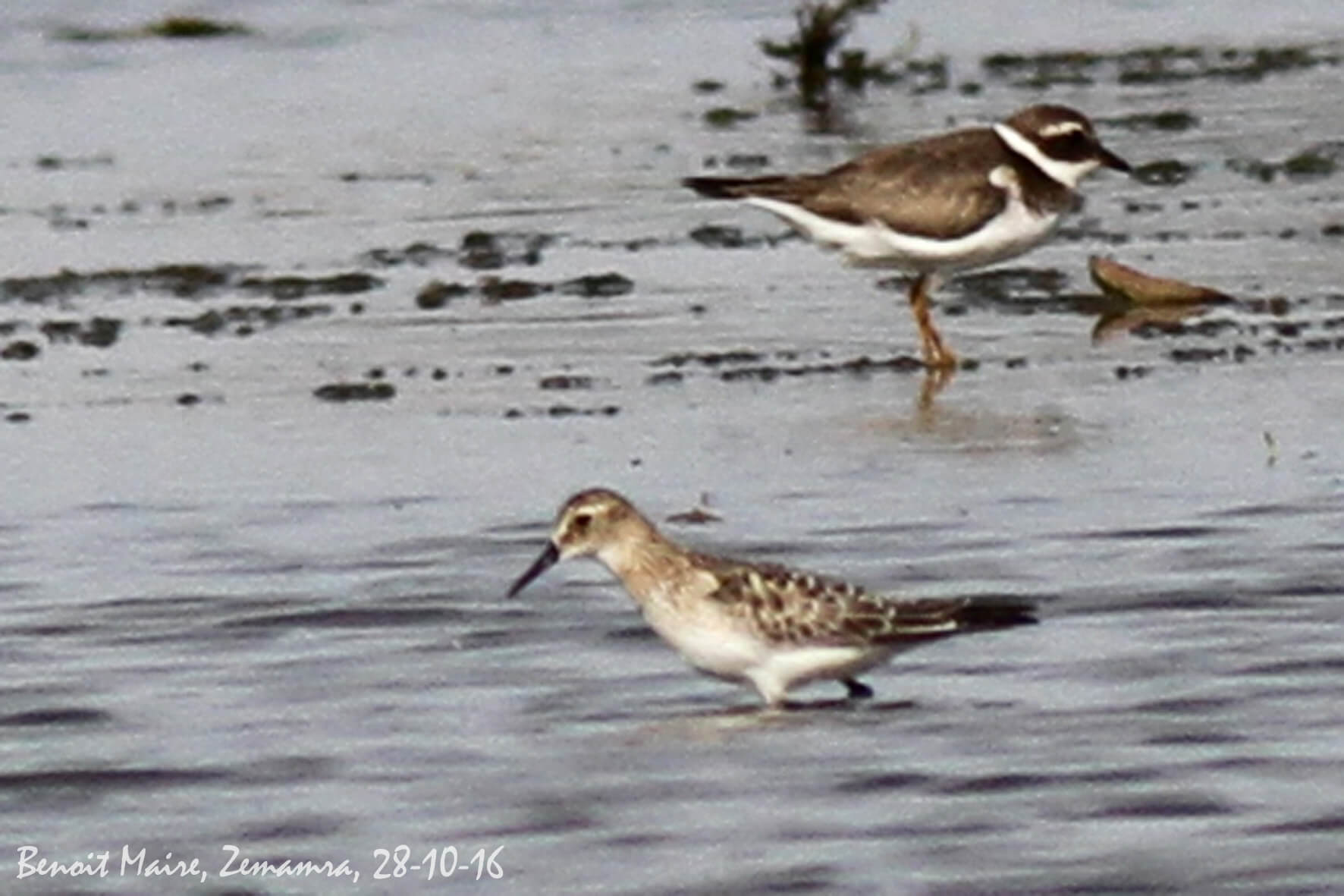 Baird's Sandpiper (Calidris bairdii), Zemamra, Morocco, 28 Oct 2016 (Benoît Maire)